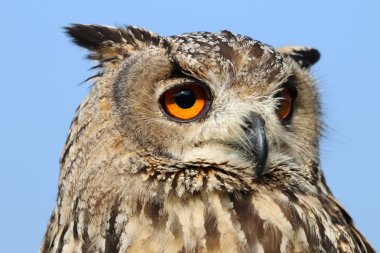 Indian eagle-owl bird clipart