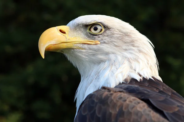 Zeearend vogel — Stockfoto