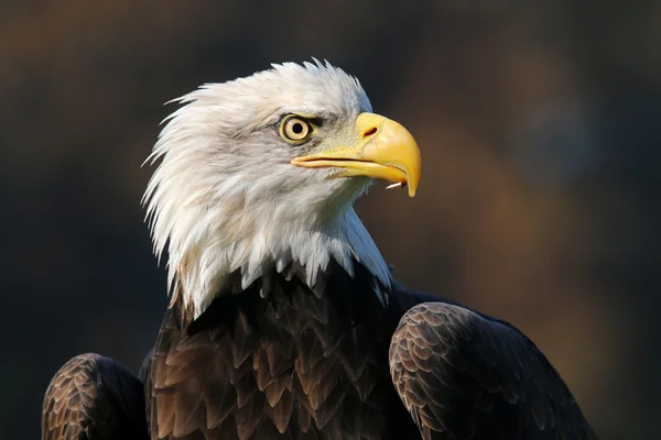 Havsörn fågel — Stockfoto