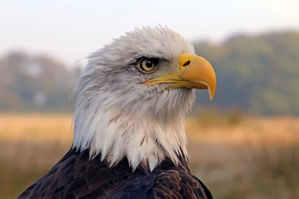 Seeadlervogel — Stockfoto