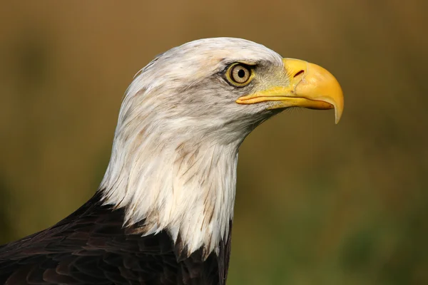 Zeearend vogel — Stockfoto