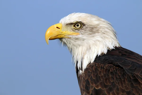 Águila marina — Foto de Stock