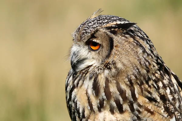 Indiase oehoe vogel — Stockfoto