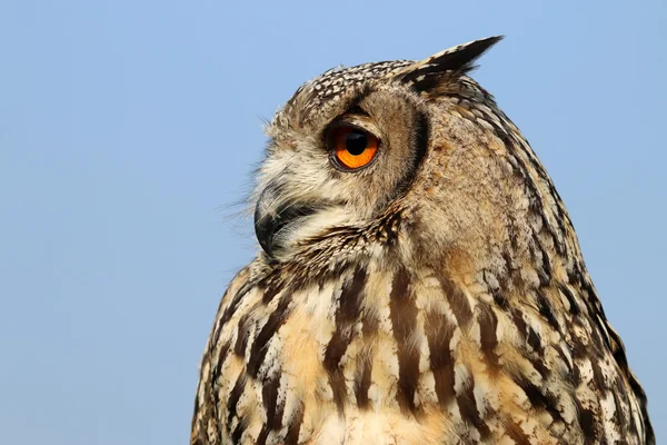 Indiase oehoe vogel — Stockfoto