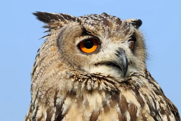 Indian eagle-owl bird — Stock Photo, Image