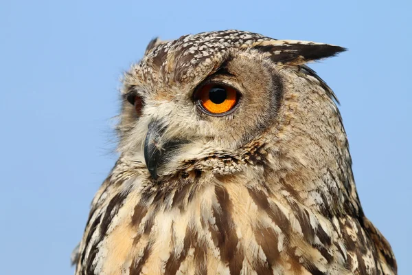 ミナミワシミミズク鳥 — ストック写真