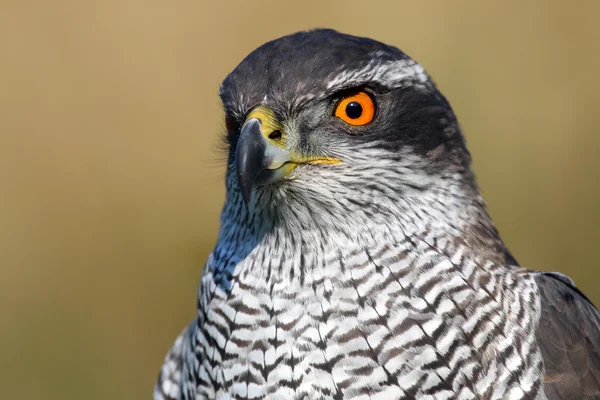 Duvhök fågel — Stockfoto