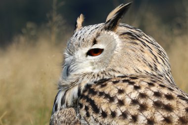 Bubo Bubo Sibiricus kuş