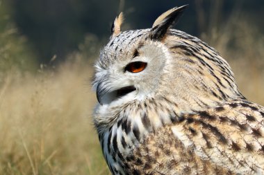 Bubo Bubo Sibiricus kuş