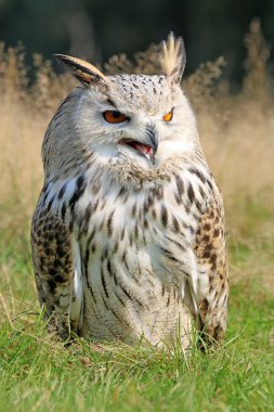 Bubo Bubo Sibiricus kuş