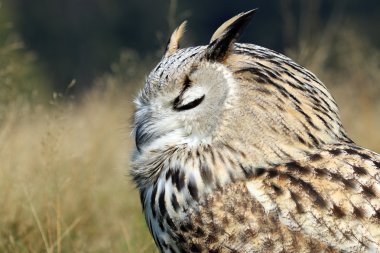 Bubo Bubo Sibiricus kuş