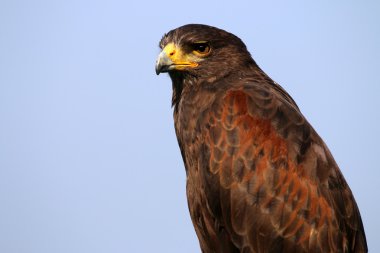 çizgili caracara kuş