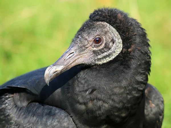 Svart gam fågel — Stockfoto