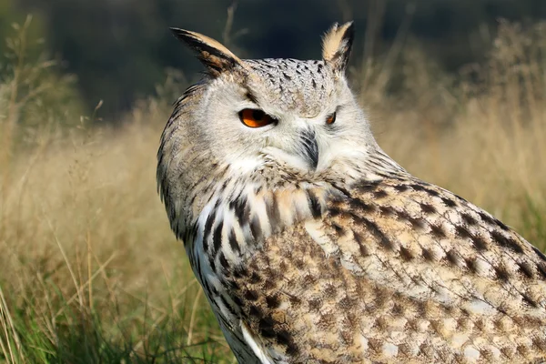 Bubo Bubo Sibiricus πουλί — Φωτογραφία Αρχείου