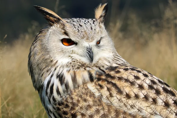 Bubo Bubo Sibiricus πουλί — Φωτογραφία Αρχείου