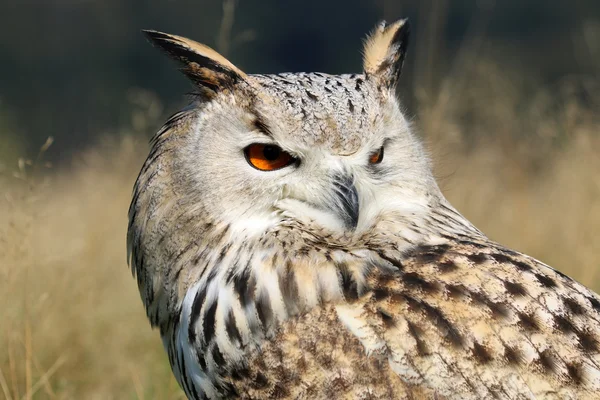 Bubo Bubo Sibiricus πουλί — Φωτογραφία Αρχείου