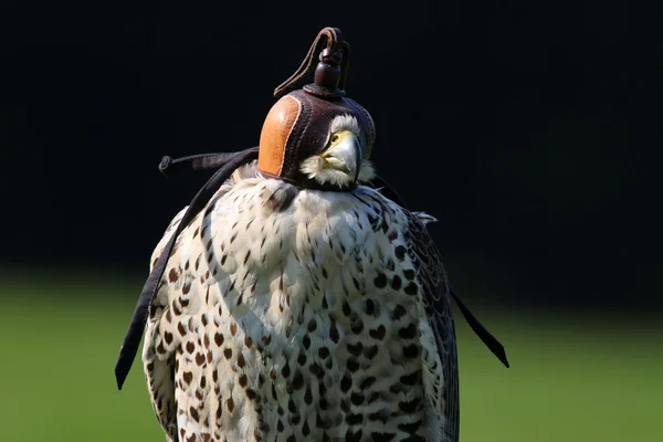 Schattig falcon vogel — Stockfoto