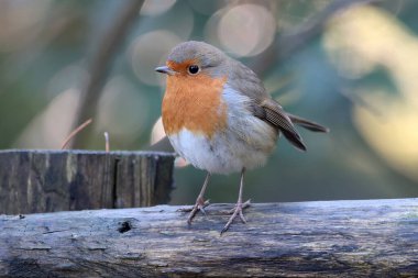 Avrupa bülbülü (Erithacus rubecula) veya nar bülbülü kırmızısı