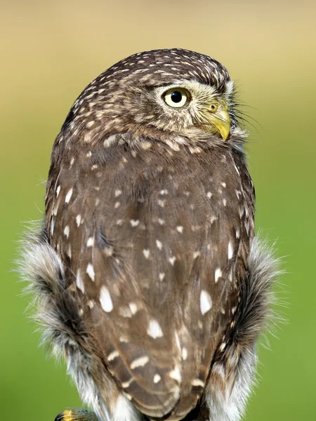 Červenohnědá pygmy owl — Stock fotografie