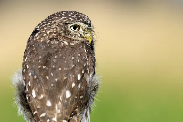 Ferruginous pygmy uggla — Stockfoto