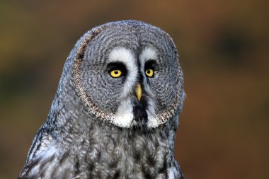 Great gray owl clipart