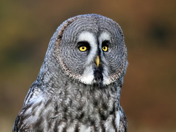 Gran búho gris — Foto de Stock