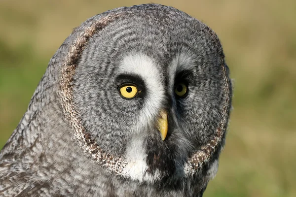 Große graue Eule — Stockfoto