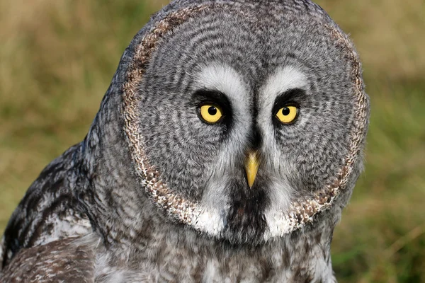 Große graue Eule — Stockfoto