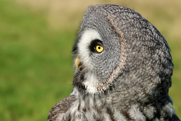 Great gray owl — Stock Photo, Image