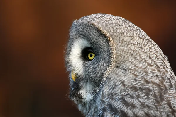 Grote grijze uil — Stockfoto