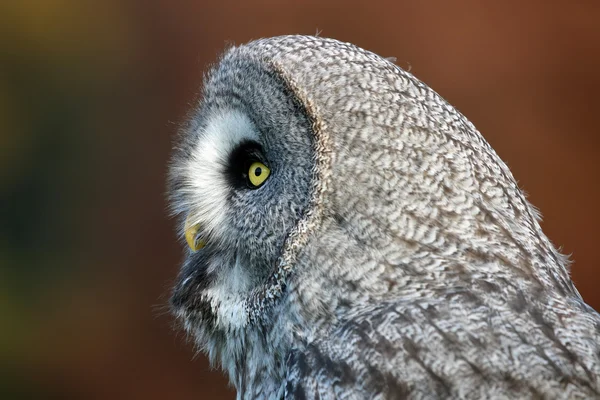 Great gray owl — Stock Photo, Image