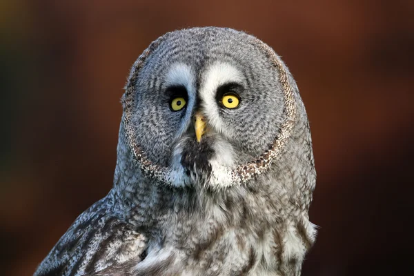 Grote grijze uil — Stockfoto