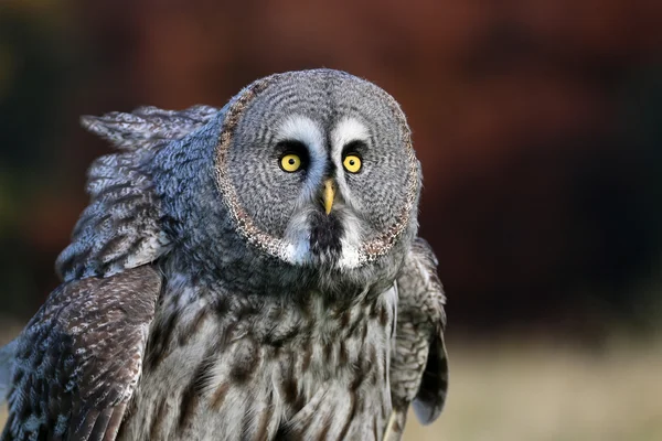 Große graue Eule — Stockfoto