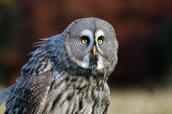 Große graue Eule — Stockfoto