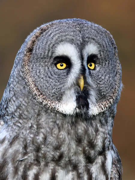 Great gray owl — Stock Photo, Image