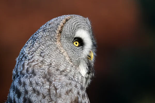 Great gray owl — Stock Photo, Image