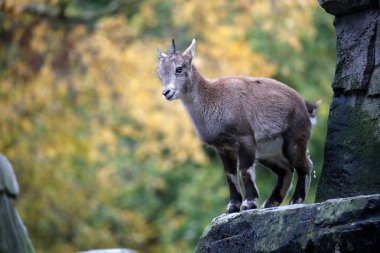 Sonbahar bir arka plan ile Alp dağ keçisi