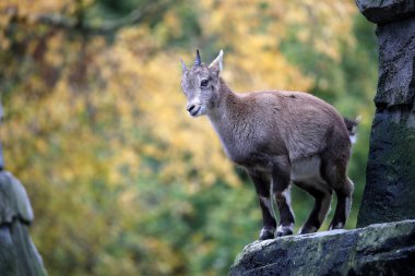 Sonbahar bir arka plan ile Alp dağ keçisi