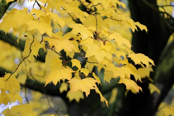 Feuilles d'automne jaunes — Photo