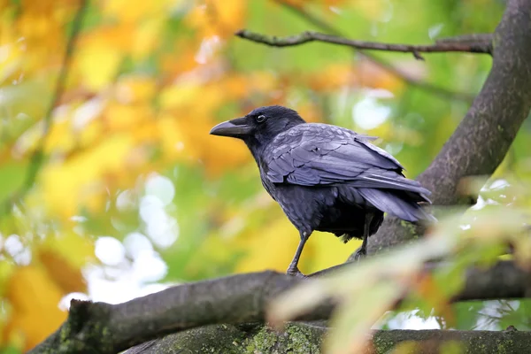 Jackdaw นกนั่งบนต้นไม้ — ภาพถ่ายสต็อก