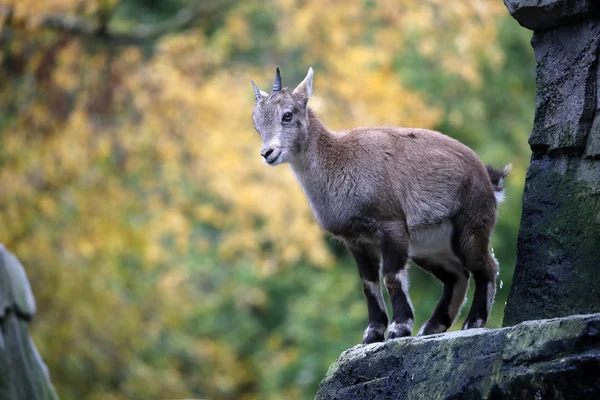 Alpine Ibex на осеннем фоне — стоковое фото