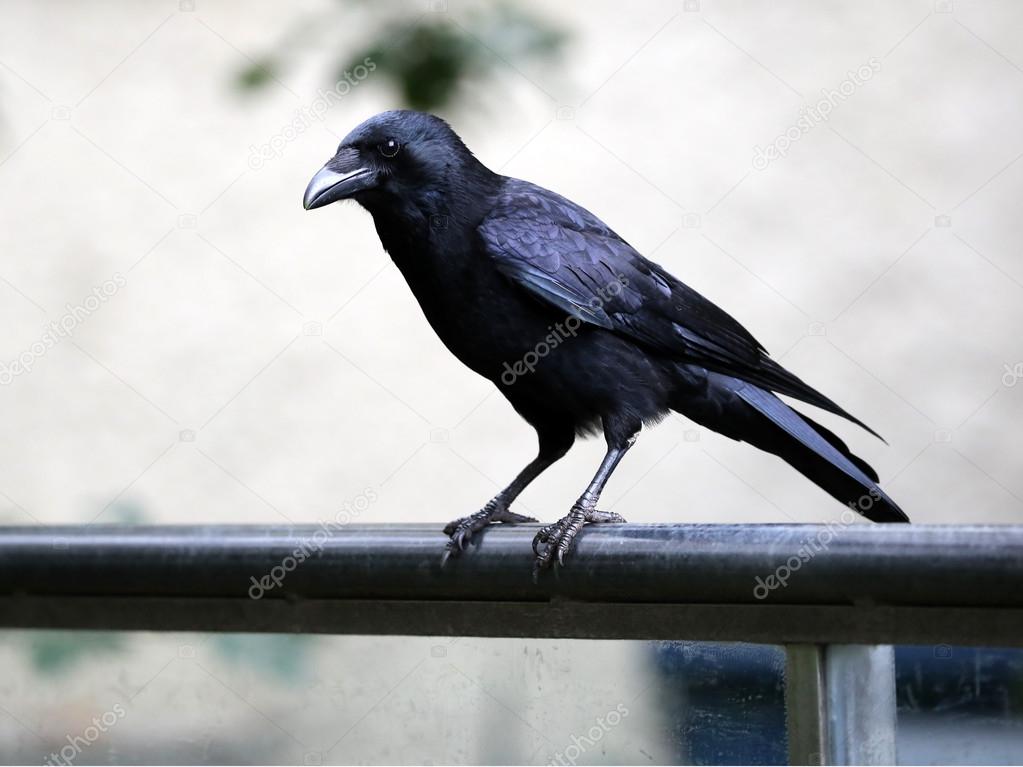 Μπιγκ μαύρο πουλί