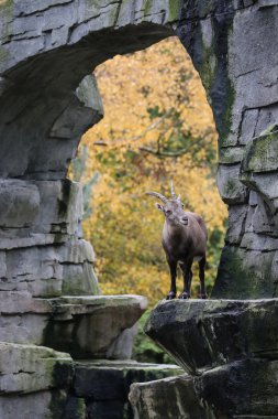 Sonbahar bir arka plan ile Alp dağ keçisi