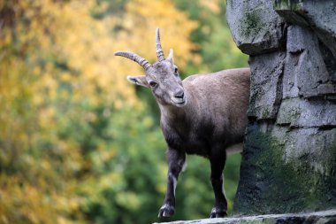 Sonbahar bir arka plan ile Alp dağ keçisi