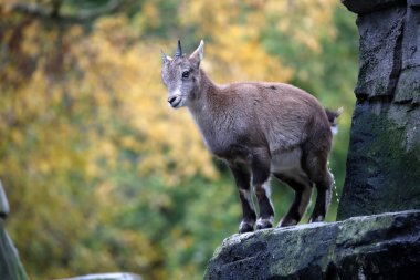 Sonbahar bir arka plan ile Alp dağ keçisi