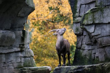 Sonbahar bir arka plan ile Alp dağ keçisi