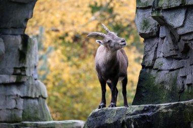 Sonbahar bir arka plan ile Alp dağ keçisi