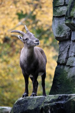 Sonbahar bir arka plan ile Alp dağ keçisi