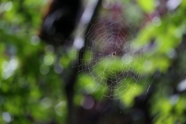 örümcek örümcek ağı Tarih