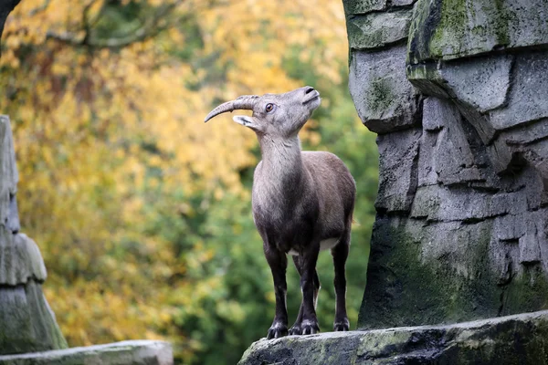 Alpine Ibex на осеннем фоне — стоковое фото